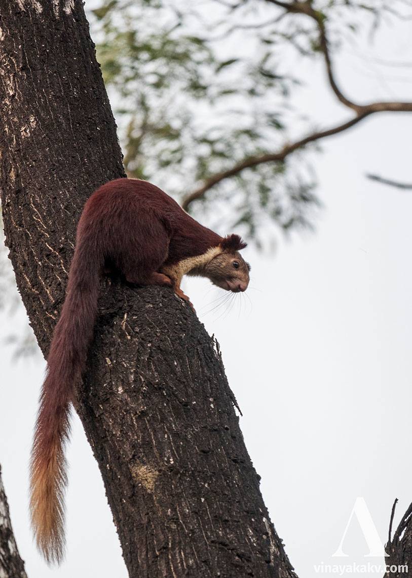 A Malabar Giant Squirrel standstill
