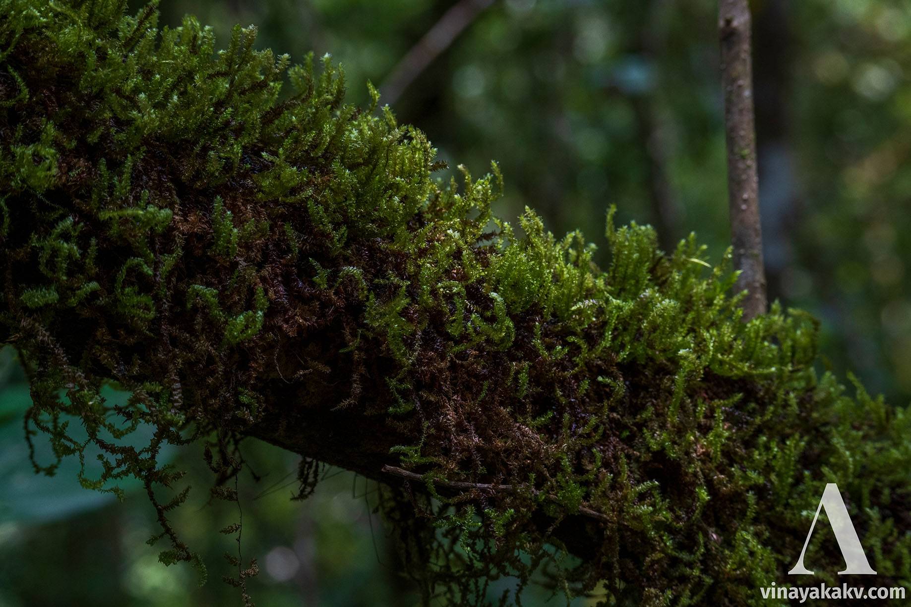 A green moss atop of branch