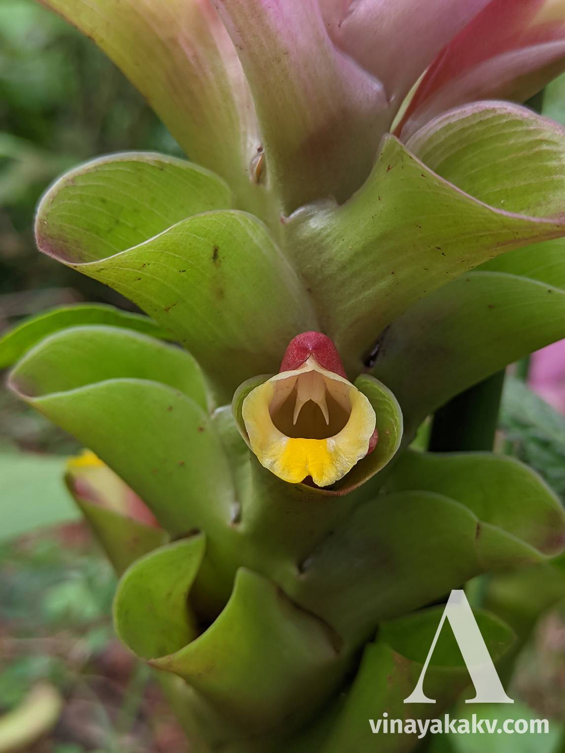 Flower of a _Curcuma_ species with the cluster having a pinkish color