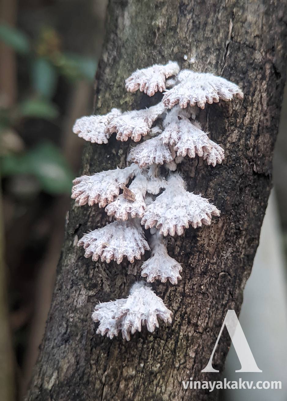Small fungi along a Coffee trunk