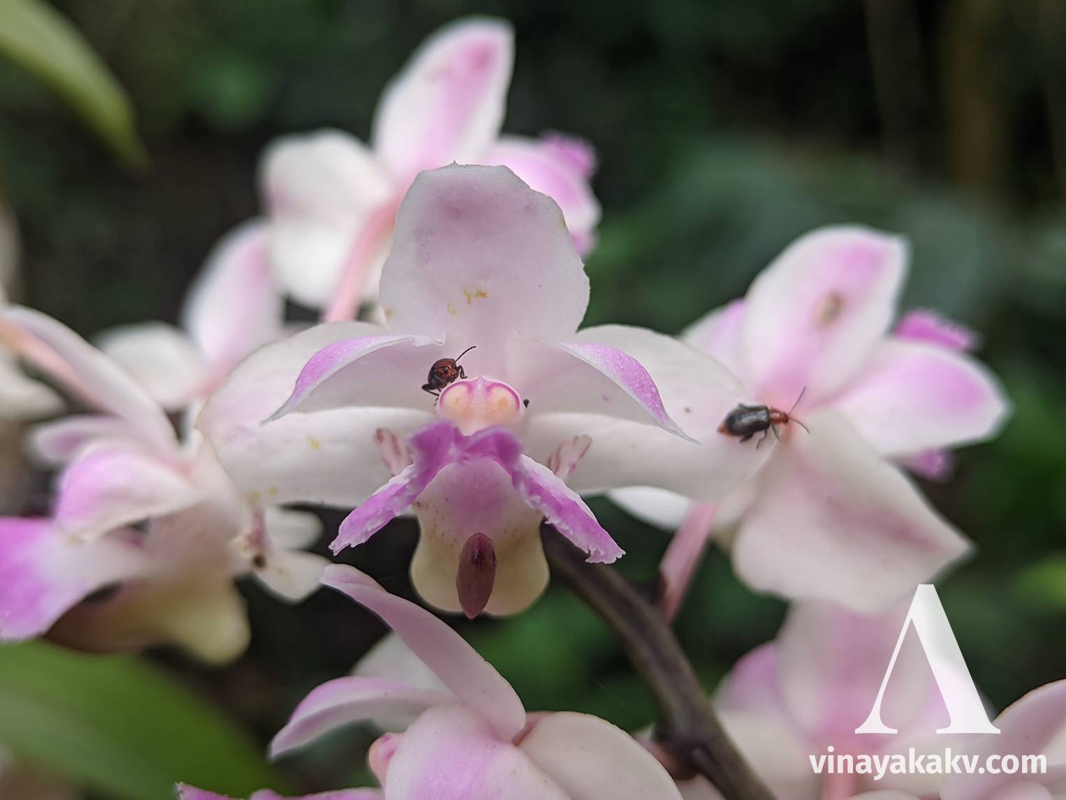 An _Aerides_ orchid, with its pollinator