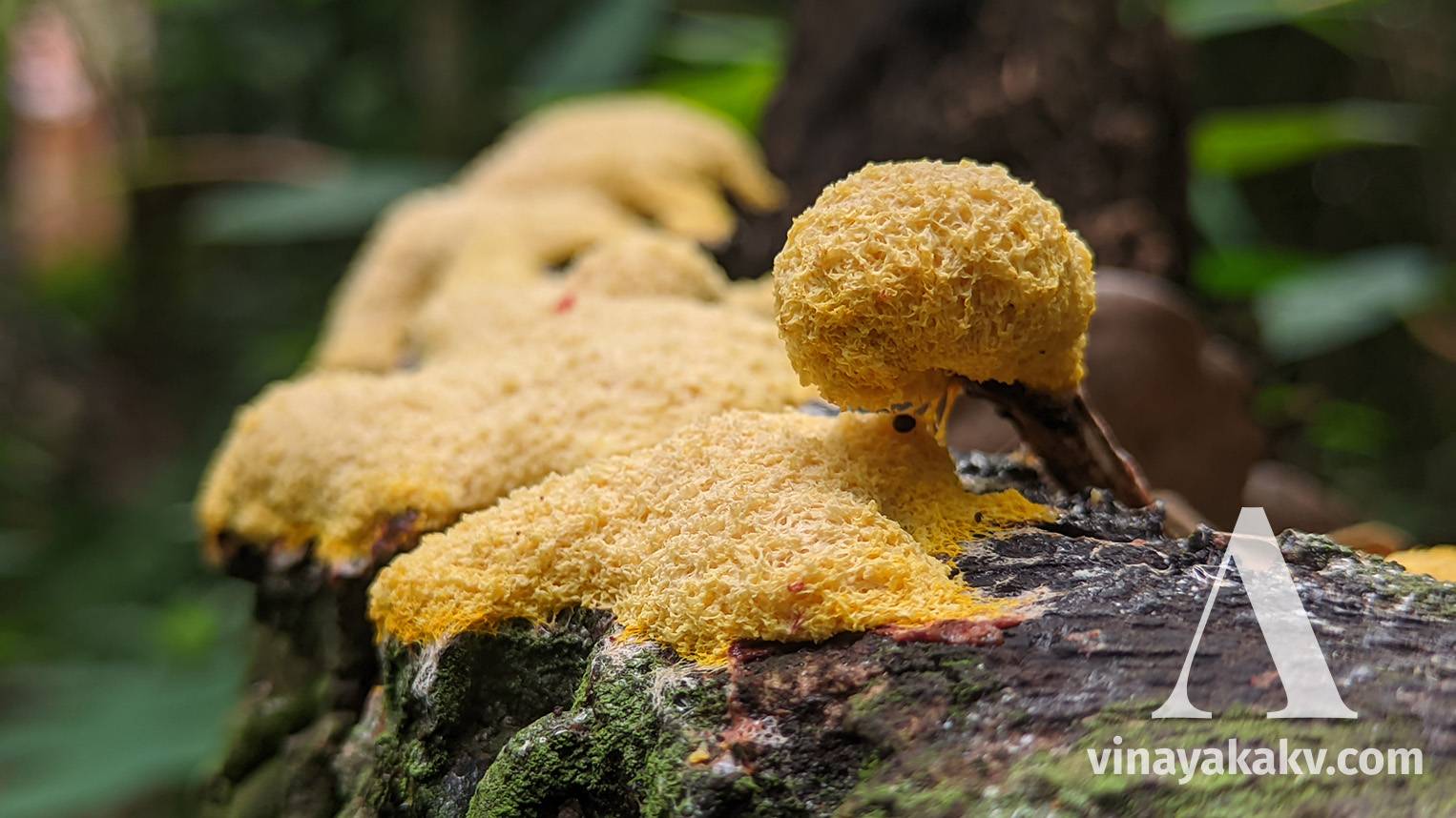 Not fungi -- a yellow mold atop a tree stump
