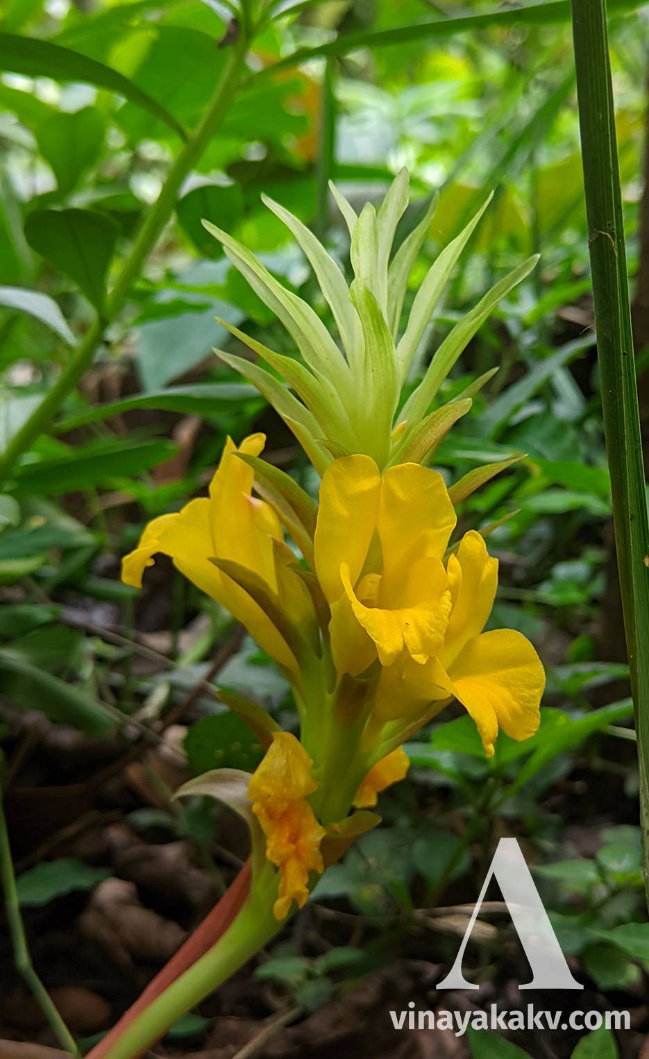 Flower of a _Curcuma_ species arranged in a cluster