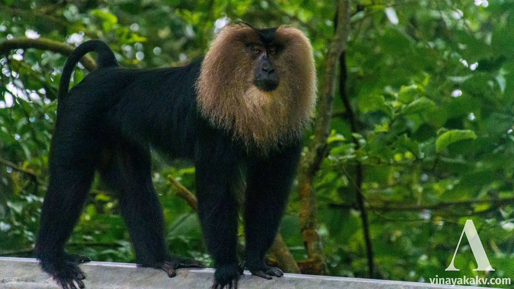 A Lion-tailed Macaque