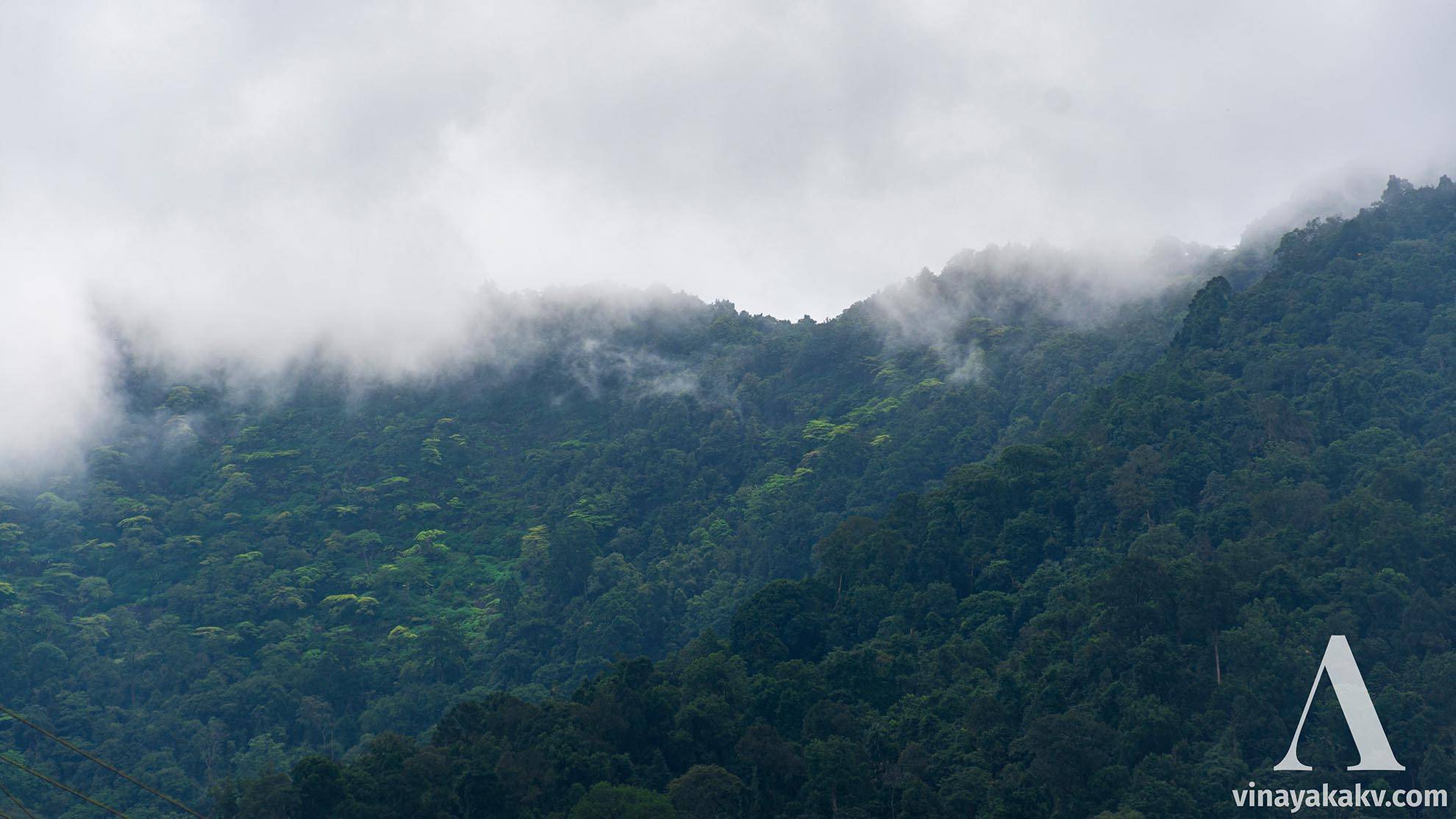 Hills of the *Agumbe* Ghat with broad-crowned trees lit-up