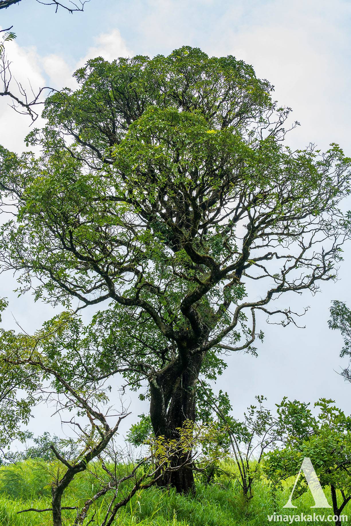 A medium size tree isolated from sholas