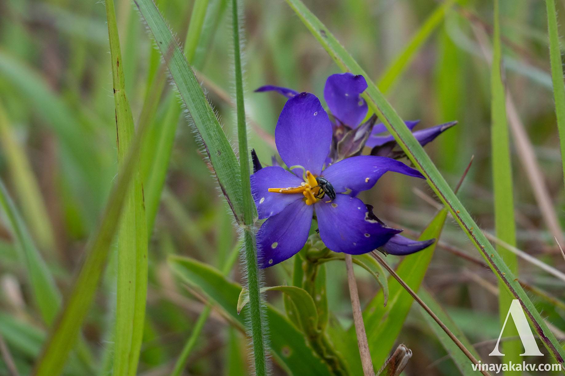 An attractive blue flower with its pollinator