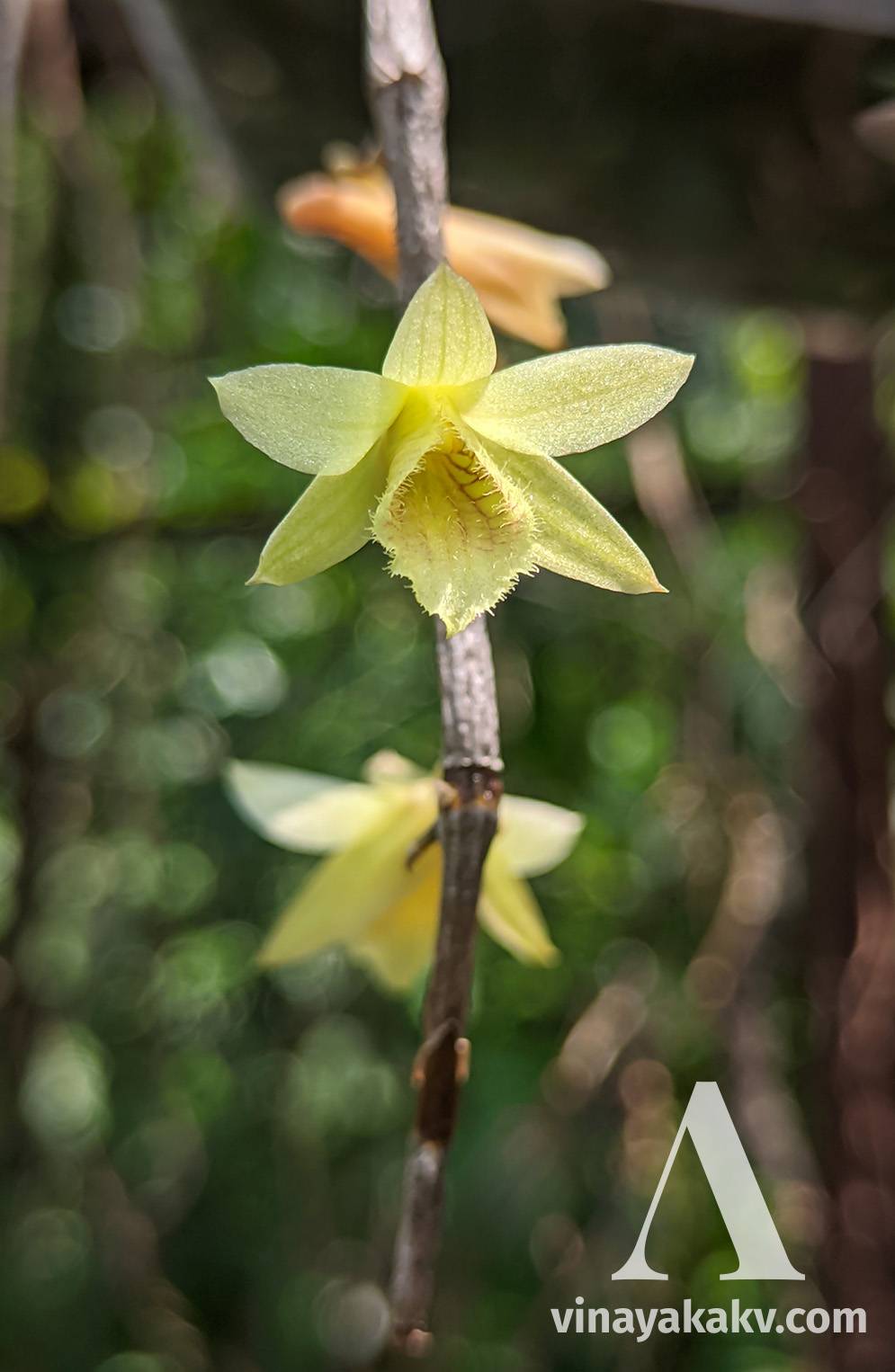 Flower of a _Dendrobium_ orchid
