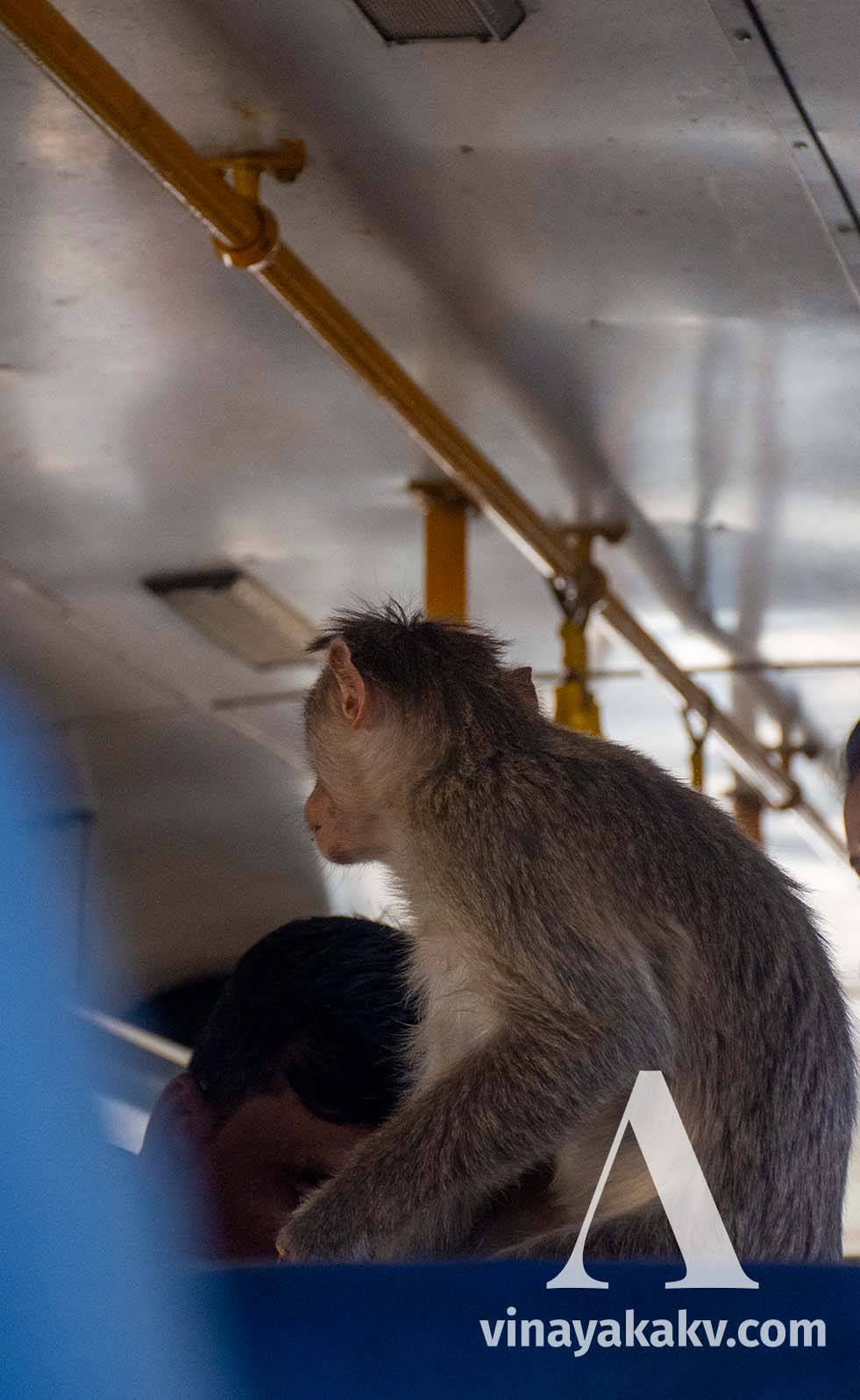 A monkey in the bus. It is not a passenger, though!