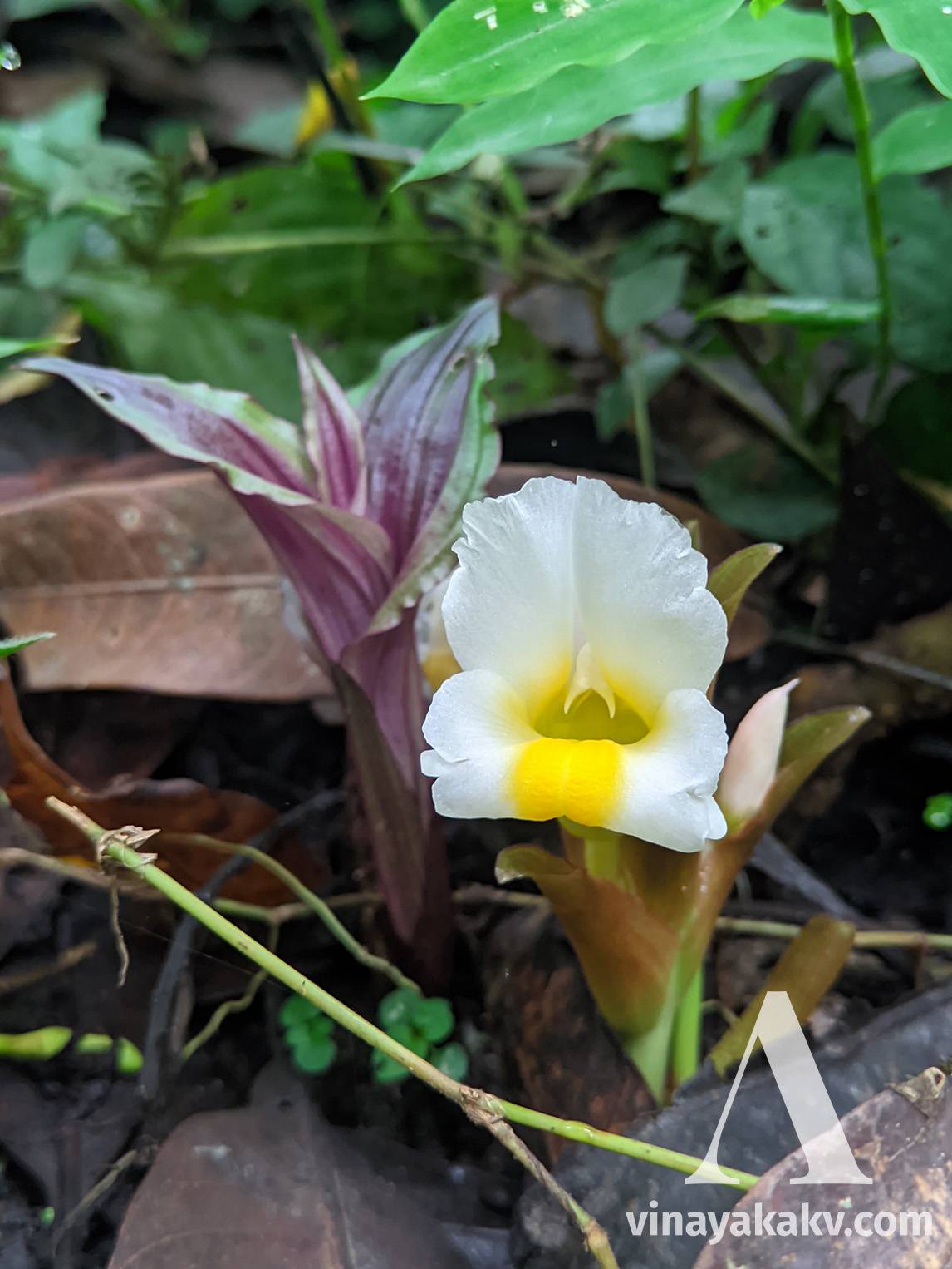 White flower of a _Curcuma_ species. A _Malaxis_ orchid at its left