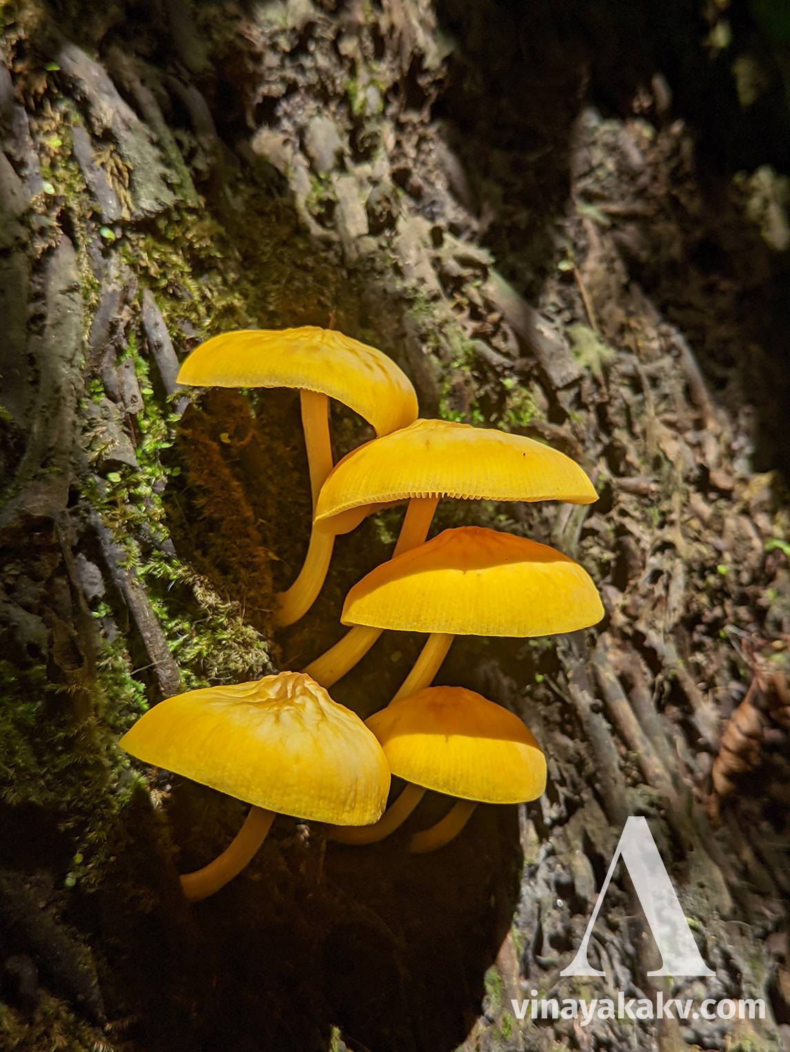 Bright, attractive fungi on a tree stump