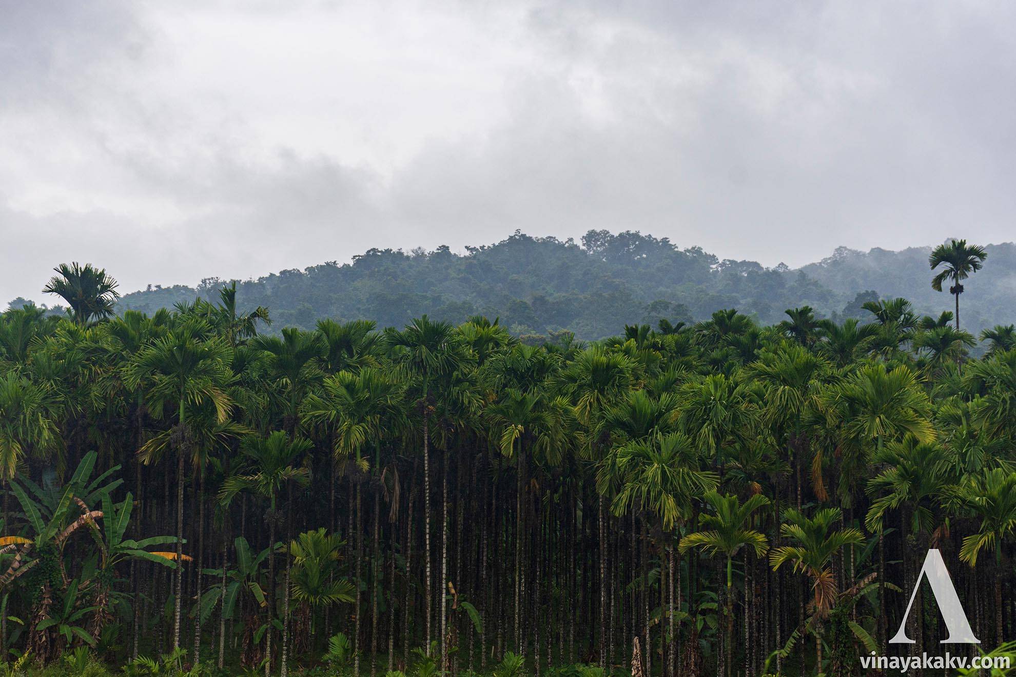 Banana, Areca and the Forest