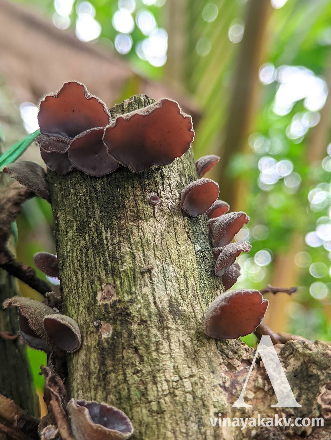 Ear-like fungi on a dead Coffee plant