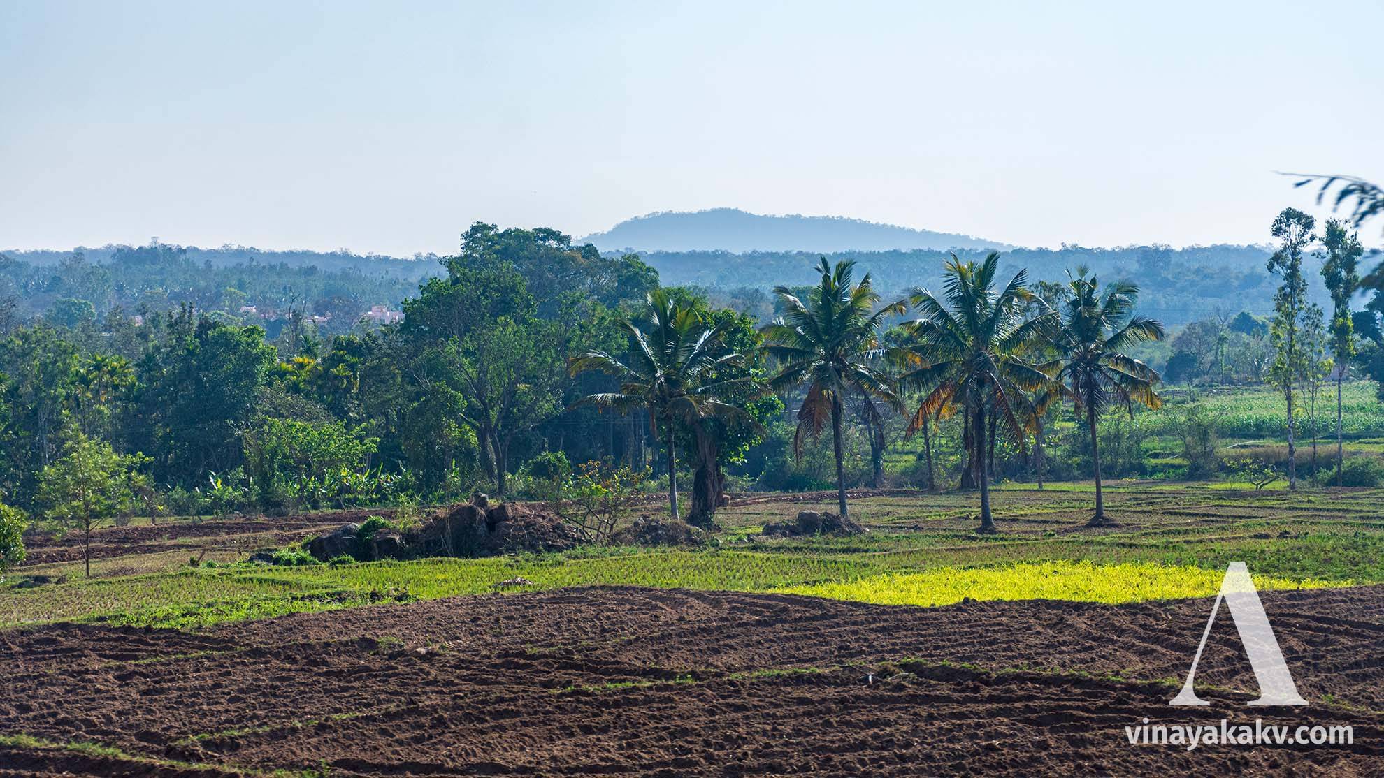 Agricultural fields near _Kushalanagar_. Notice relatively flat terrain compared to previous photographs.