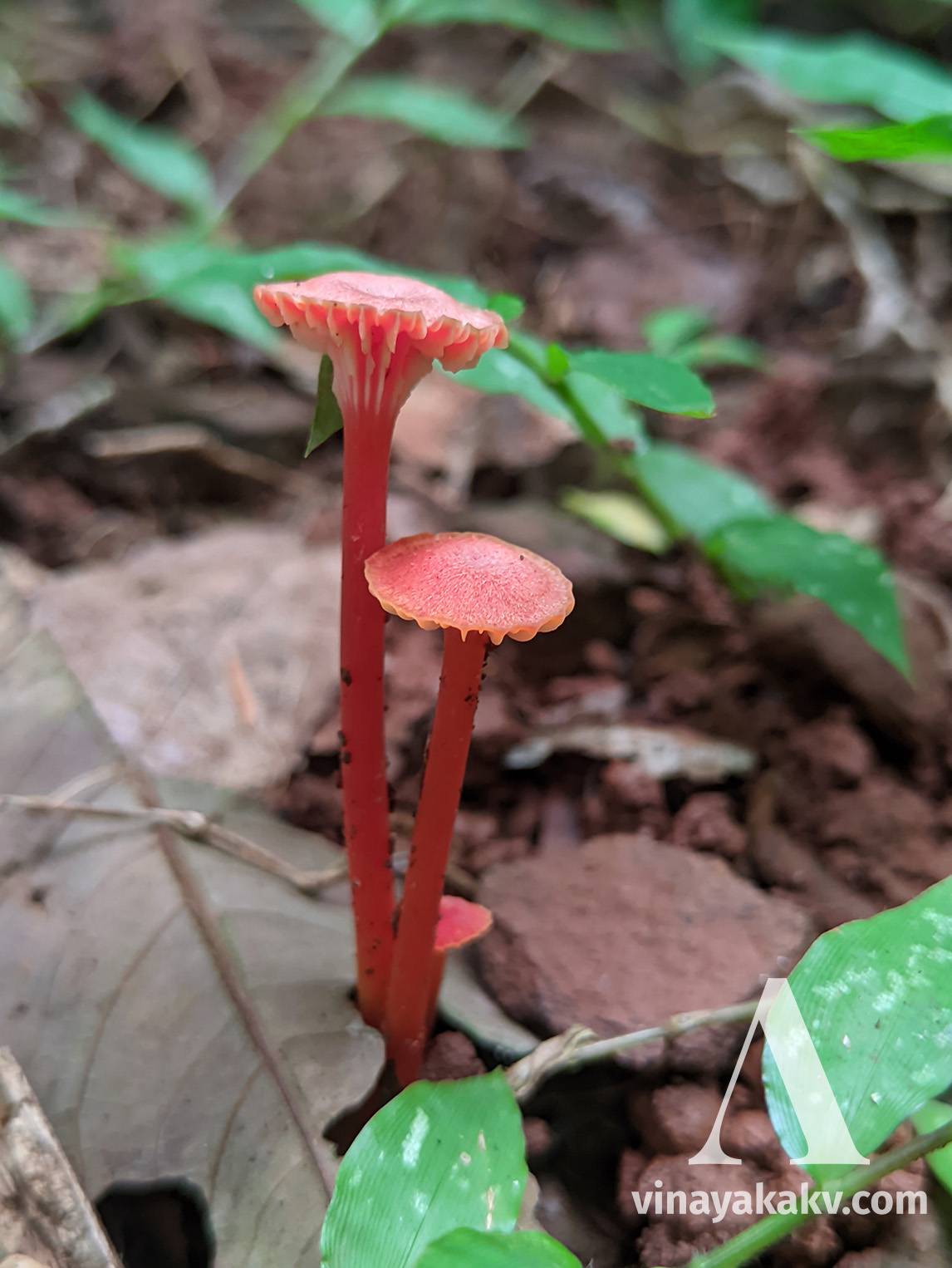 Tiny, red fungi on a forest floor