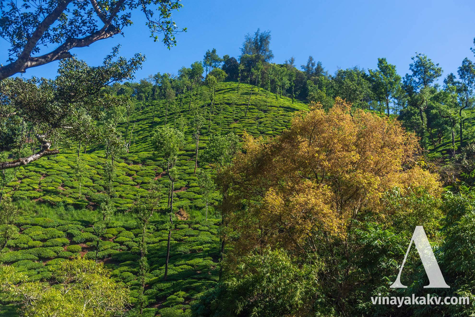 A mountain in the _Kelagur_ tree plantation, a beautiful tree with fresh yellow-colored fresh foliage in the foreground.