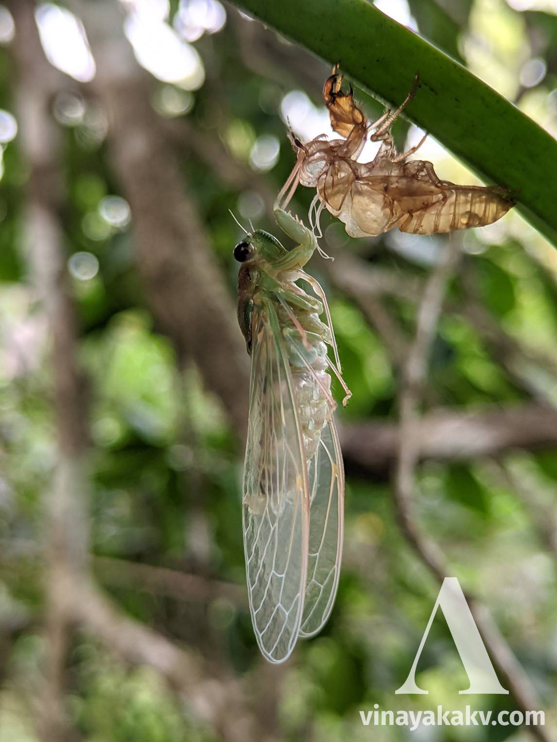 A cicada shedding its skin during the end of the summer rains, maybe preparing itself for the Monsoon