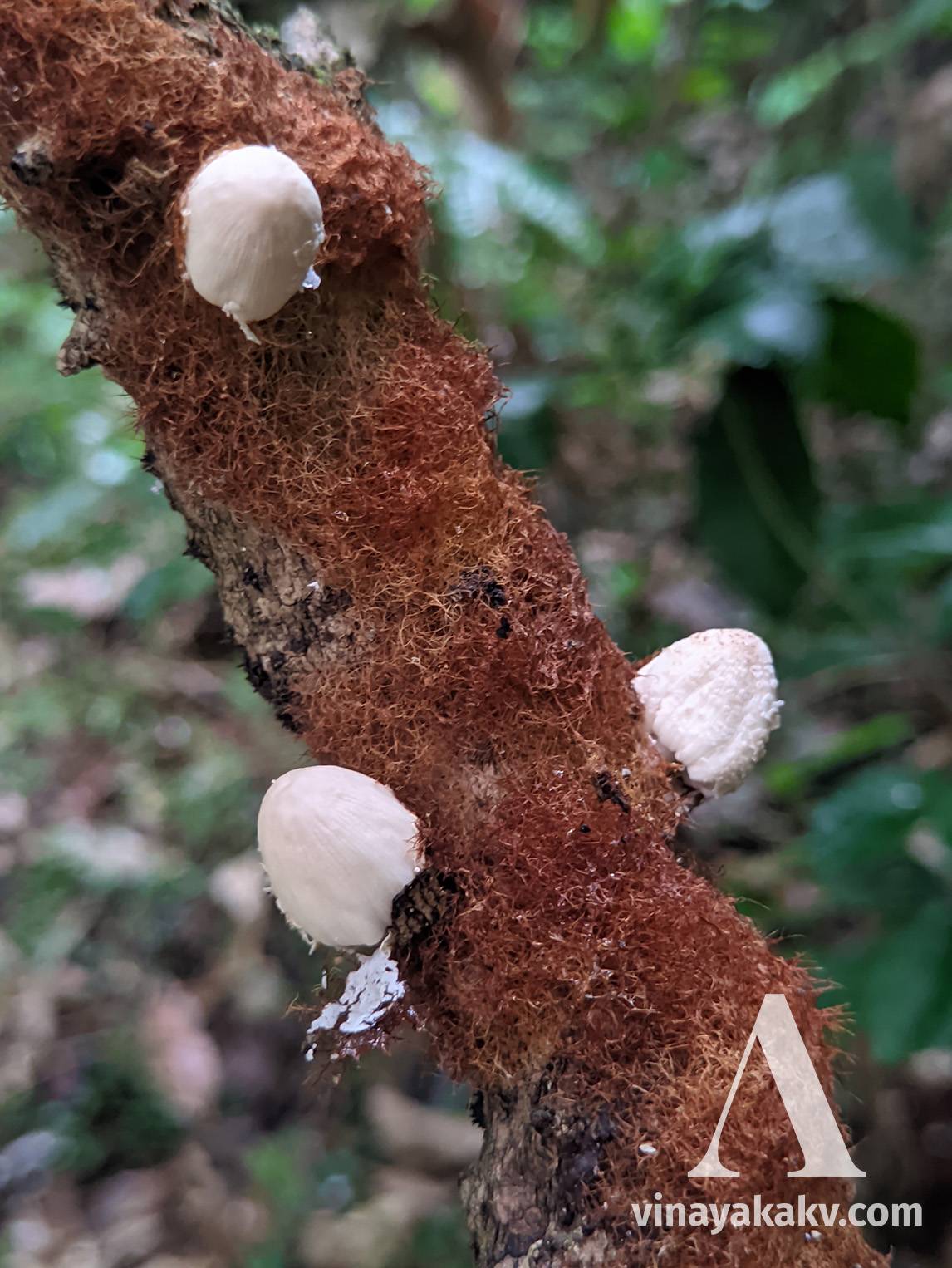 Small fungi on a moss-covered tree branch