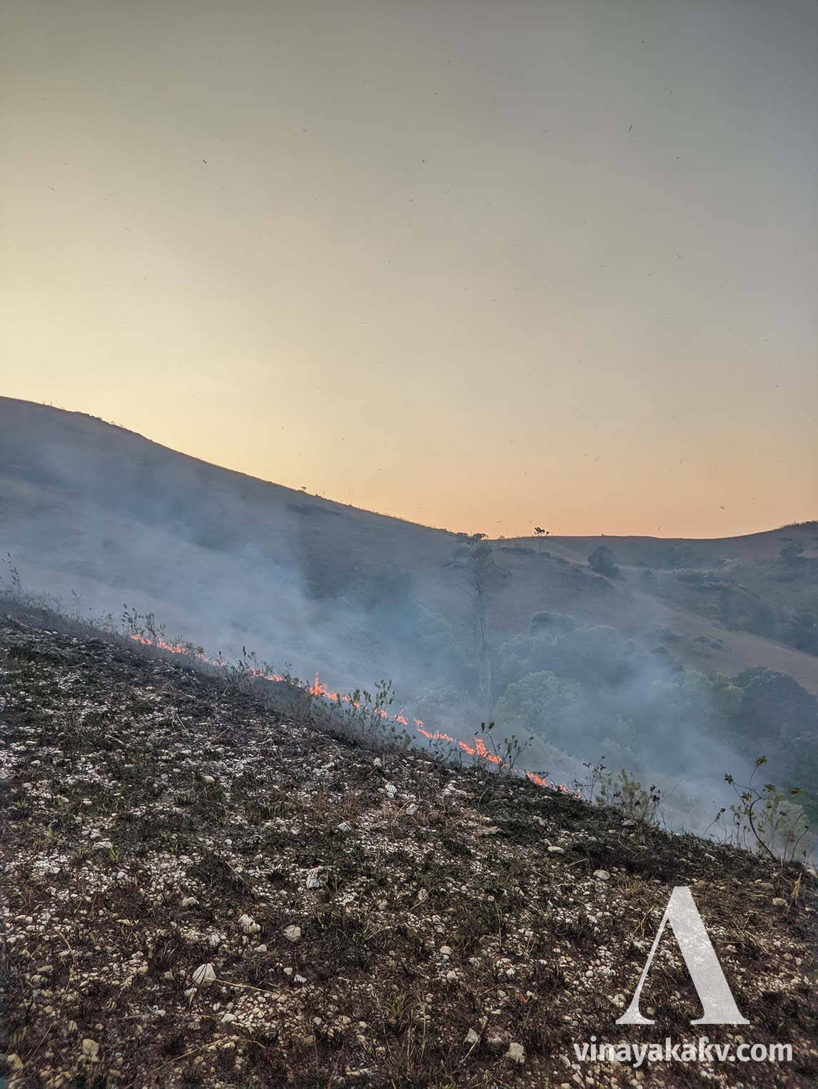 The fire front progressing through Shola grassland. Observe flying ashes. Shola forest in the background, which remains unharmed by the fire.