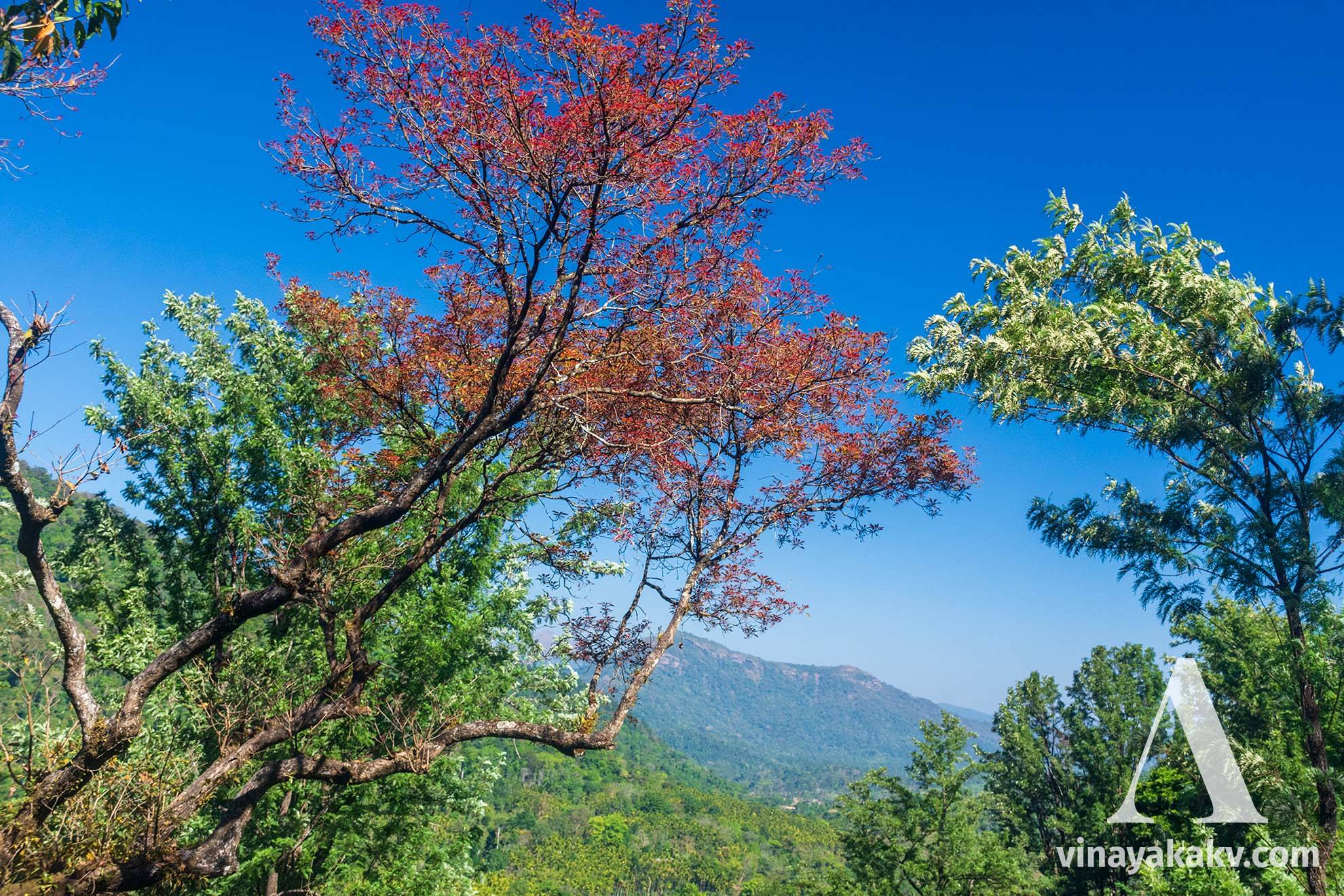 Red foliage of a native tree at left, White foliage of an introduced tree at left. A valley in the background leading to _Mallarasana Gudda_.